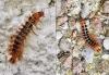 Drilus flavescens